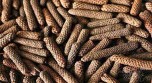 Long Pepper / திப்பிலி