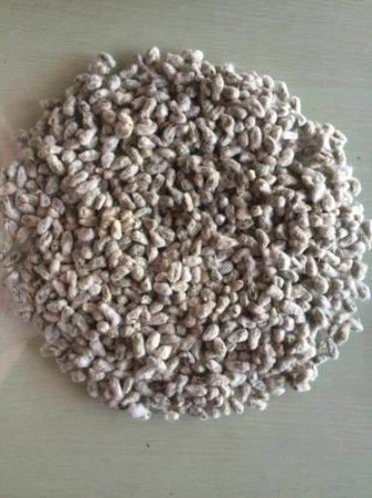Cotton Seed / பருத்தி விதை