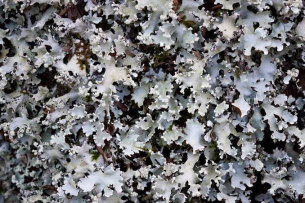 Black Stone Flower / கல்பாசி