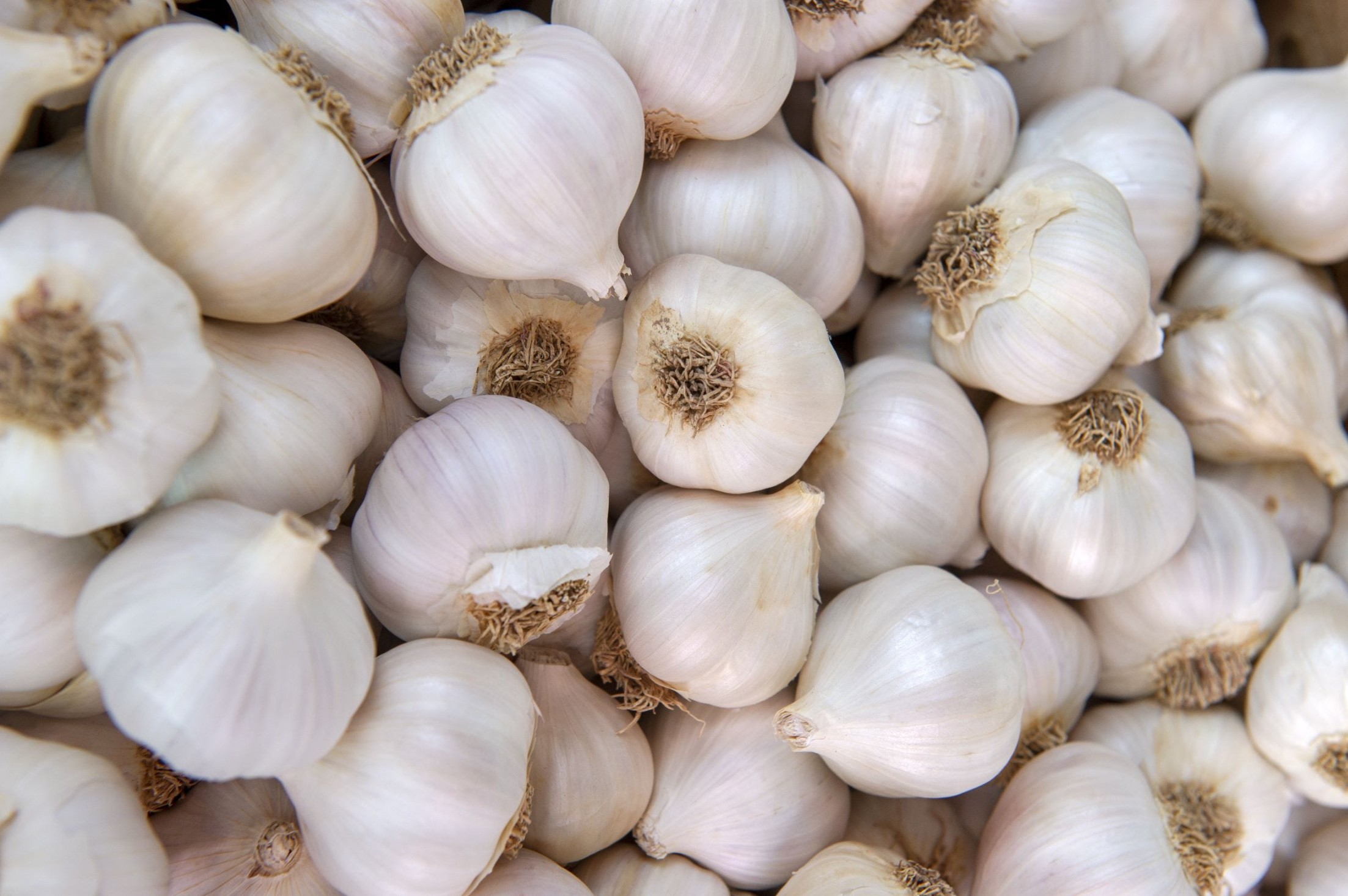 Garlic Small