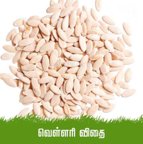 Cucumber Seed / வெள்ளரி விதை