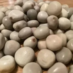 Kalarchikai / களர்ச்சிக்காய்